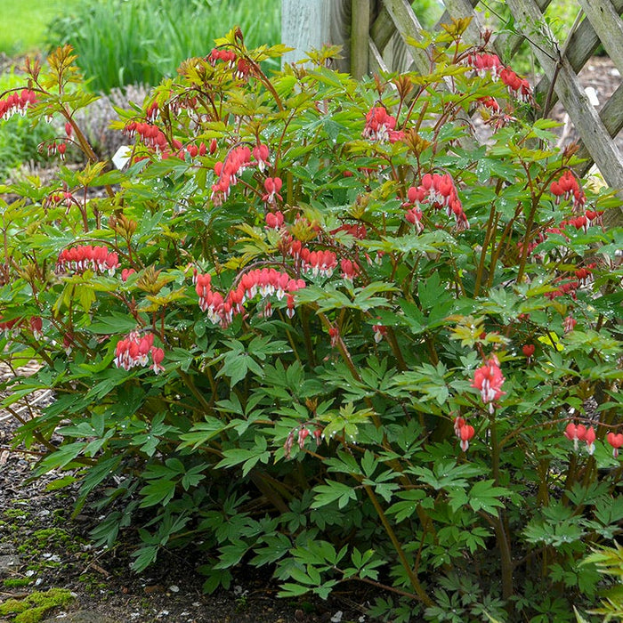 Valentine® Bleeding Heart|Red Bleeding Heart Valentine, Dicentra spectabilis Valentine, Photo Courtesy of Walter's Garden