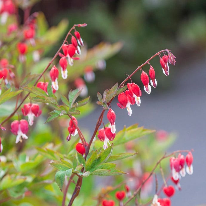 Valentine® Bleeding Heart|Red Bleeding Heart Valentine, Dicentra spectabilis Valentine