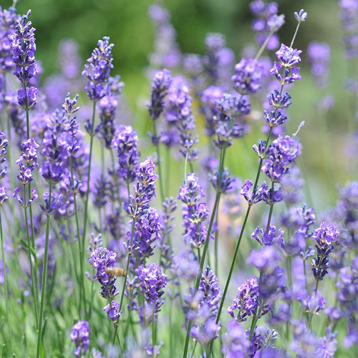 Vera English Lavender|English Lavender Vera, Lavandula angustifolia