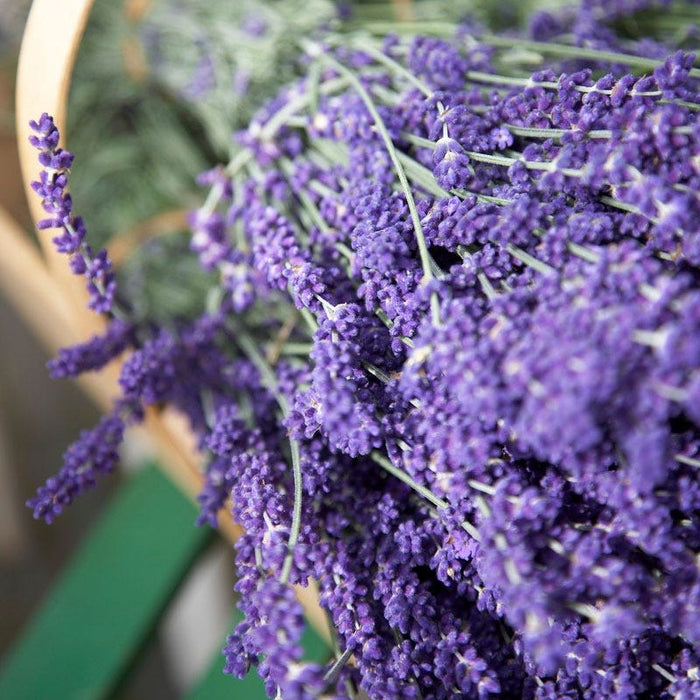 Vera English Lavender|English Lavender Vera, Lavandula angustifolia closeup cut flower bouquet