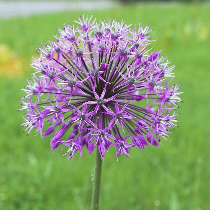 Violet Beauty Allium|Allium Purple Beauty, Allium aflatunense Violet Beauty