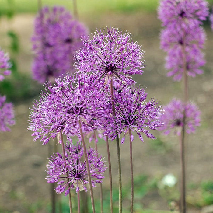 Violet Beauty Allium|Allium Purple Beauty, Allium aflatunense Violet Beauty