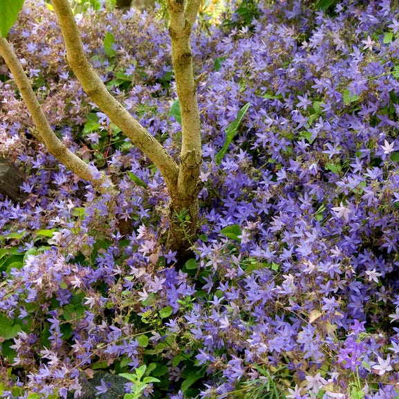 Blue Waterfall Bellflower|Blue Waterfall Trailing Bellflower, Campanula poscharskyana Blue Waterfall, growing under tree