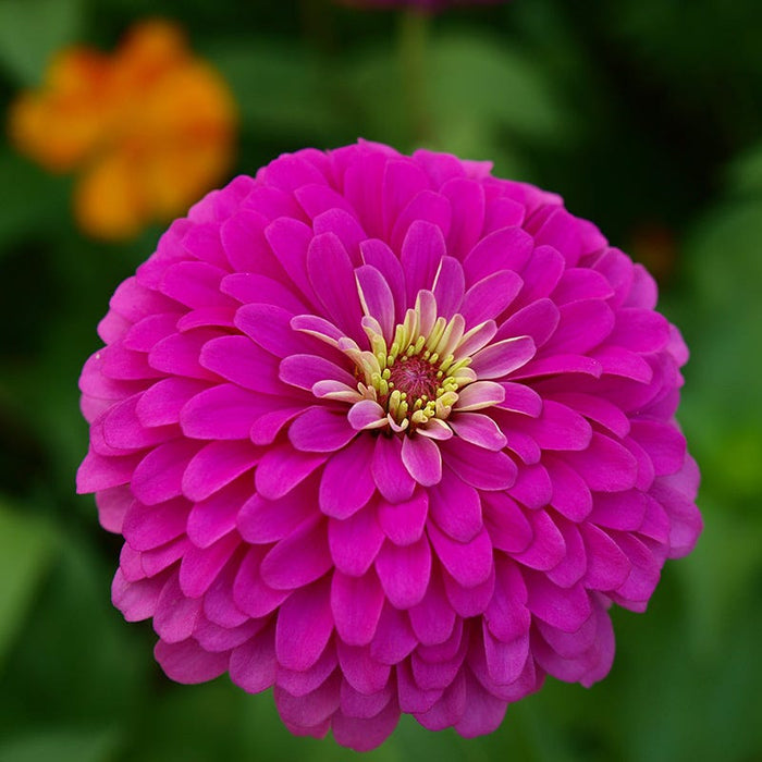 Violet Queen Zinnia Seeds|Violet Queen Zinnia Flower Bloom