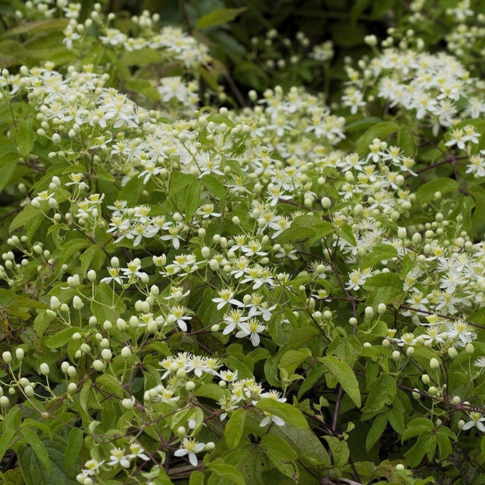 Virginia Clematis Vine|Virginia Clematis Vine