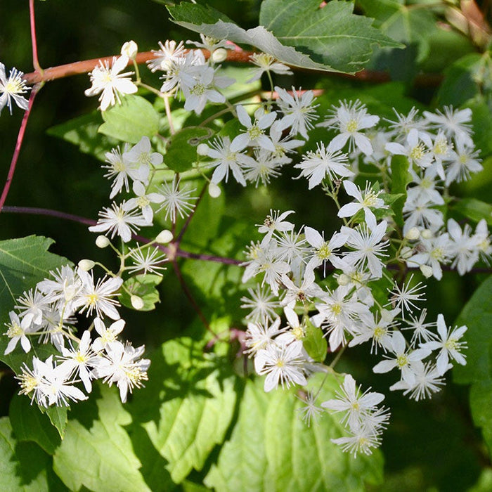 Virginia Clematis Vine|Virginia Clematis Vine