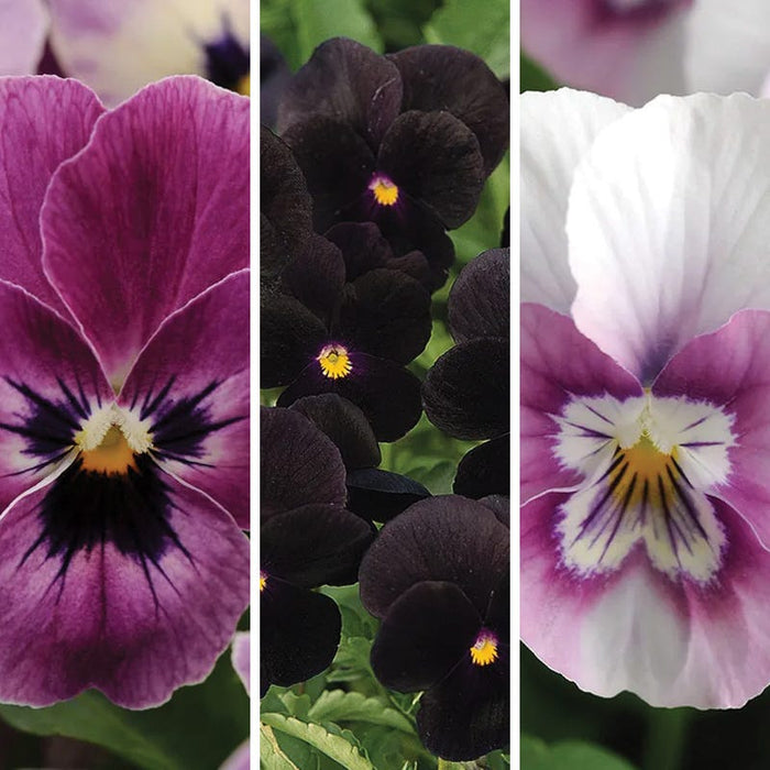 Vivid Viola Collection|Vivid Viola Collection