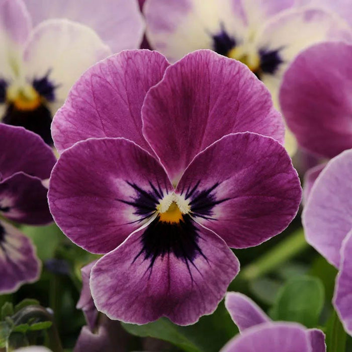 Vivid Viola Collection|Sorbet® XP Raspberry Viola