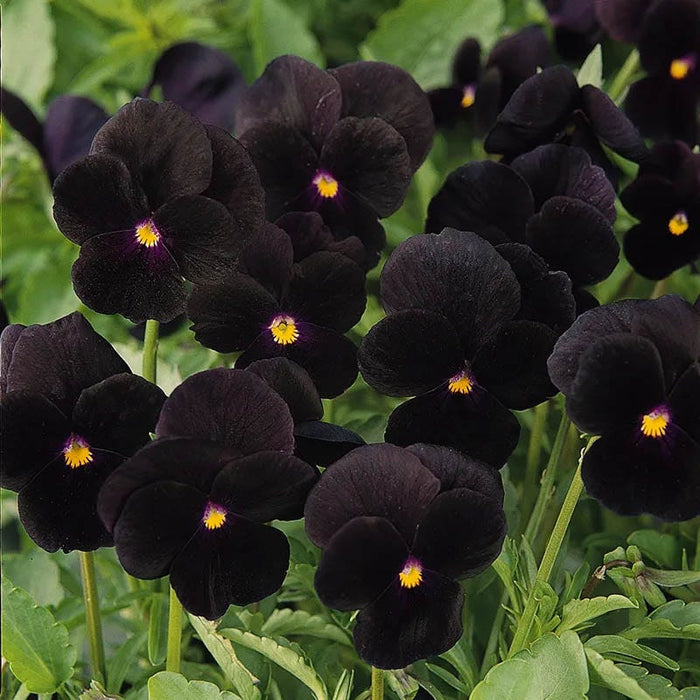 Vivid Viola Collection|Sorbet® Black Delight Viola