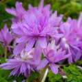 Water Lily Colchicum|Pink Colchicum Bulbs Water Lily, Colchicum autumnale