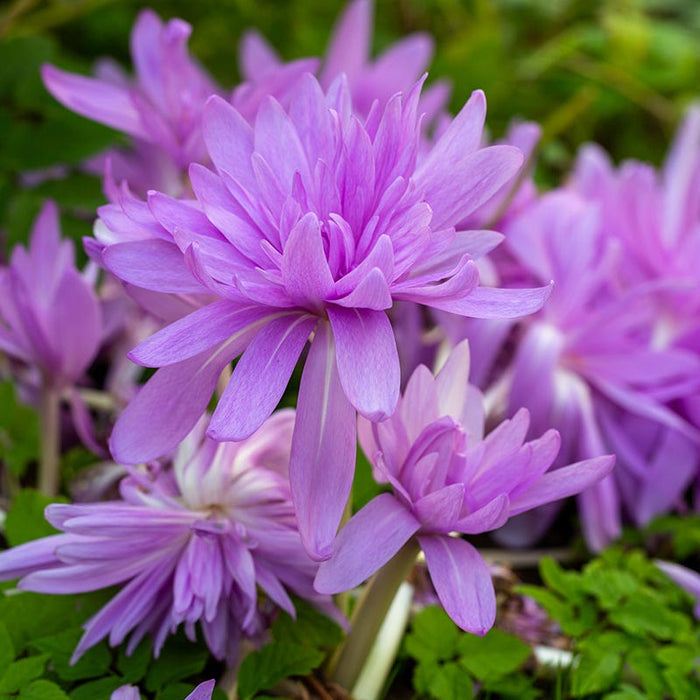 Water Lily Colchicum|Pink Colchicum Bulbs Water Lily, Colchicum autumnale