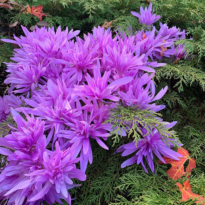 Water Lily Colchicum|Pink Colchicum Bulbs Water Lily, Colchicum autumnale