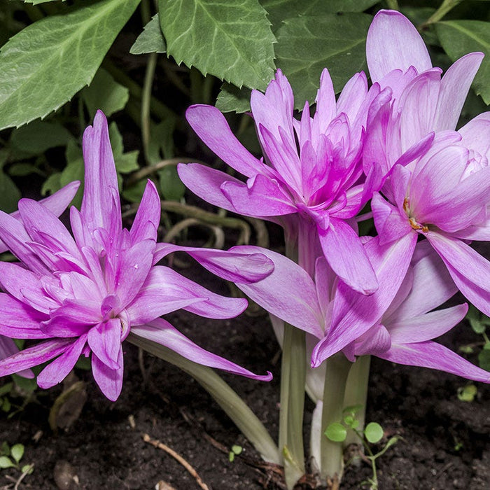 Water Lily Colchicum|Pink Colchicum Bulbs Water Lily, Colchicum autumnale
