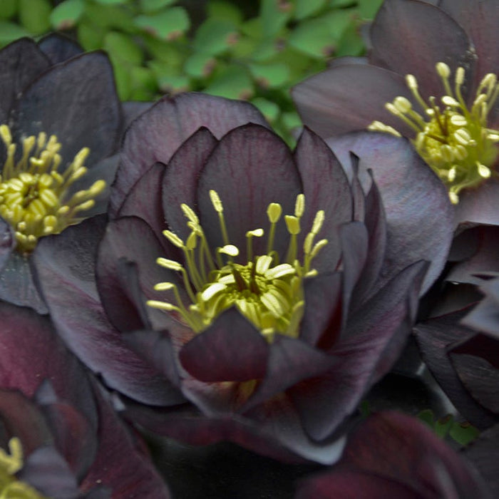 Wedding Party® Dark and Handsome Helleborus|Wedding Party® Dark and Handsome Helleborus . Photo Courtesy of Walter's Gardens Inc.