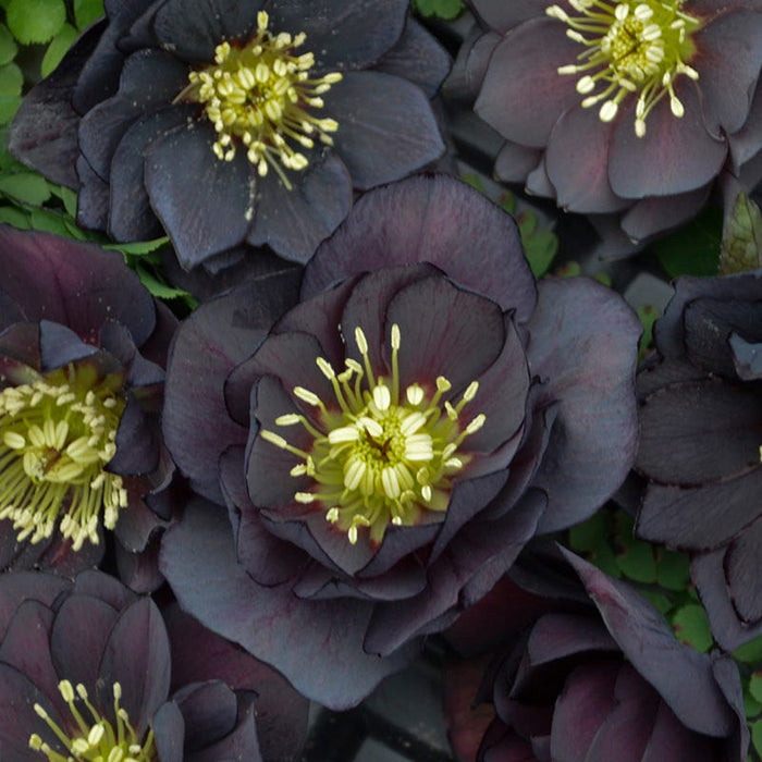Wedding Party® Dark and Handsome Helleborus|Wedding Party® Dark and Handsome Helleborus . Photo Courtesy of Walter's Gardens Inc.