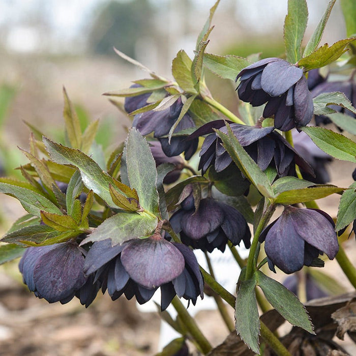 Wedding Party® Dark and Handsome Helleborus|Wedding Party® Dark and Handsome Helleborus . Photo Courtesy of Walter's Gardens Inc.