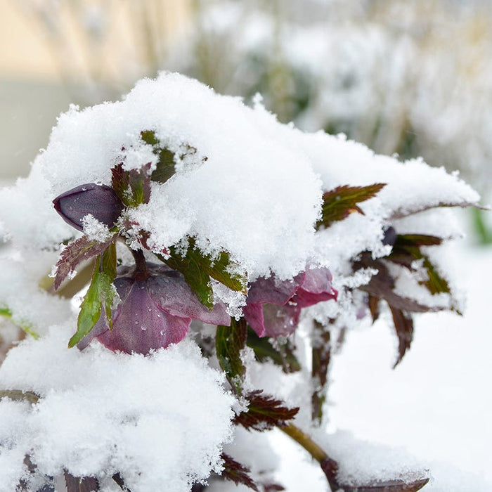 Wedding Party® Dark and Handsome Helleborus|Wedding Party® Dark and Handsome Helleborus . Photo Courtesy of Walter's Gardens Inc.