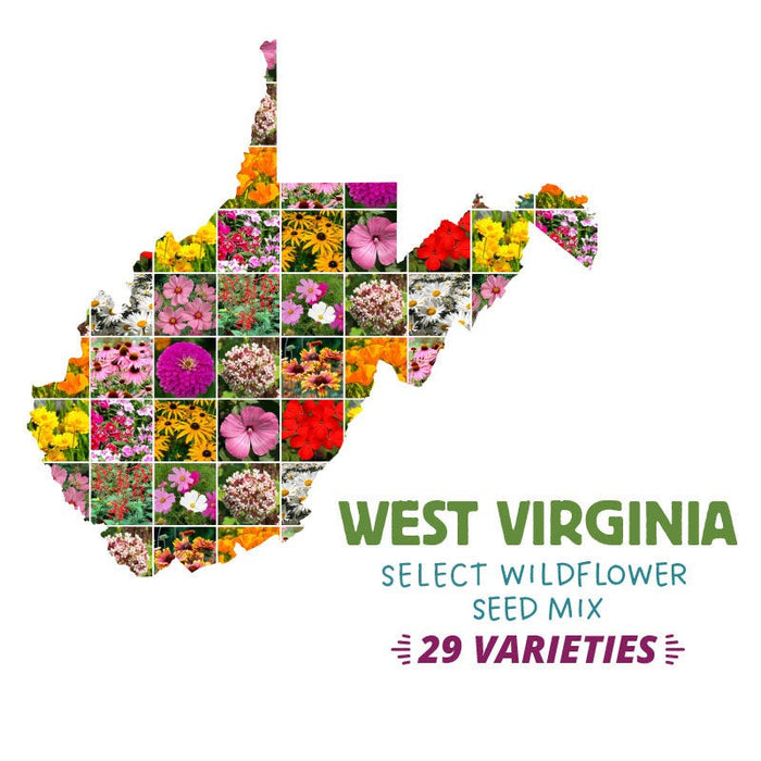 West Virginia Select Wildflower Seed Mix|West Virginia Select Wildflower Seed Mix