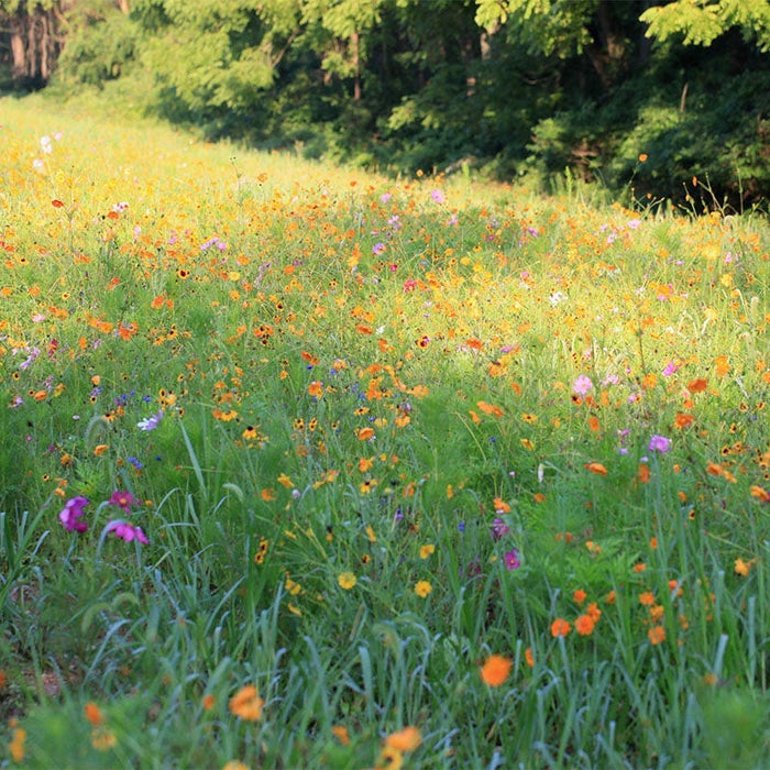 West Virginia Select Wildflower Seed Mix