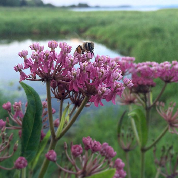 Wet Meadow Wildflower Seed Mix|Swamp Milkweed with Bumblebee