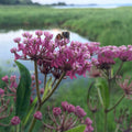 Wet Meadow Wildflower Seed Mix|Swamp Milkweed with Bumblebee