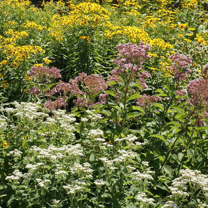 Wet Meadow Wildflower Seed Mix|Wet Meadow Wildflower Seed Mix
