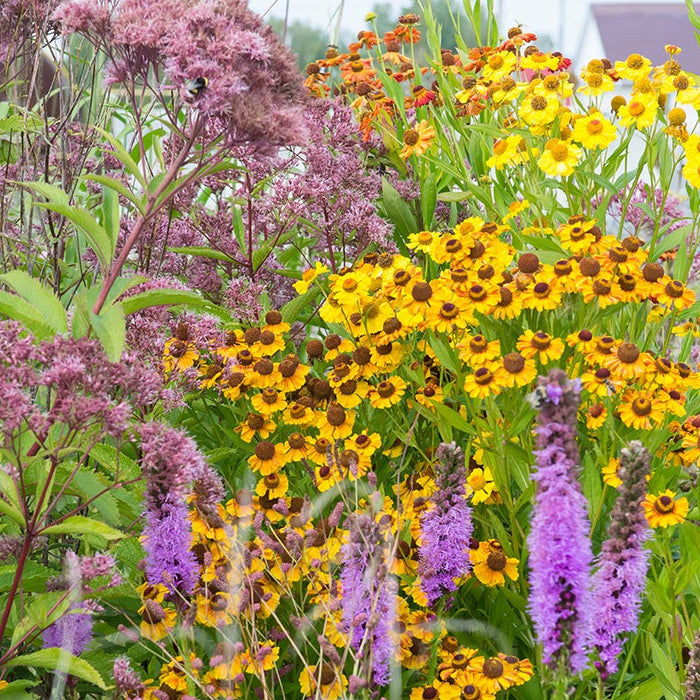 Wet Meadow Wildflower Seed Mix|Joe Pye Weed, Liatris, Helenium