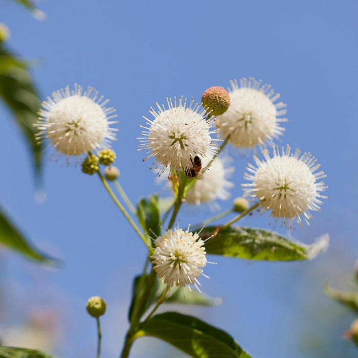 Wet Meadow Wildflower Seed Mix|Buttonbush with pollinator