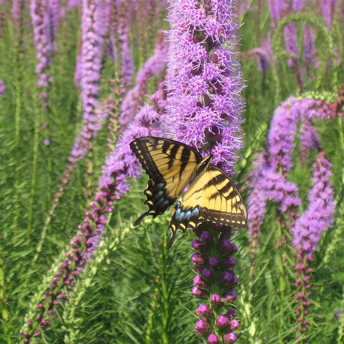 Wet Meadow Wildflower Seed Mix|Wet Meadow Wildflower Seed Mix - Marsh Blazing Star