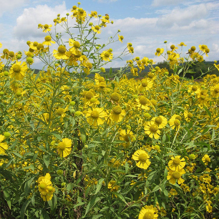 Wet Meadow Wildflower Seed Mix|Wet Meadow Wildflower Seed Mix - Common Sneezeweed