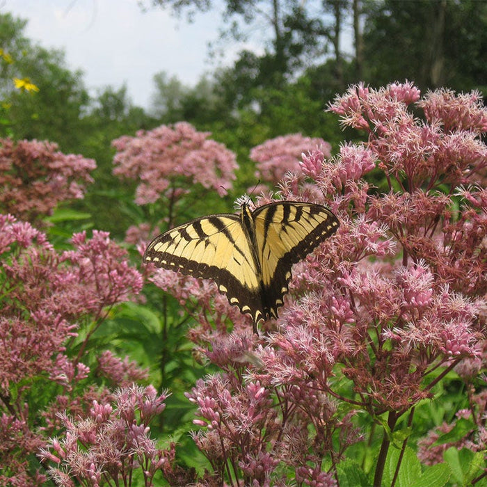 Wet Meadow Wildflower Seed Mix|Wet Meadow Wildflower Seed Mix - Joe Pye Weed
