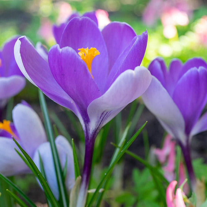 Whale Shark Dutch Crocus|Whale Shark Dutch Crocus