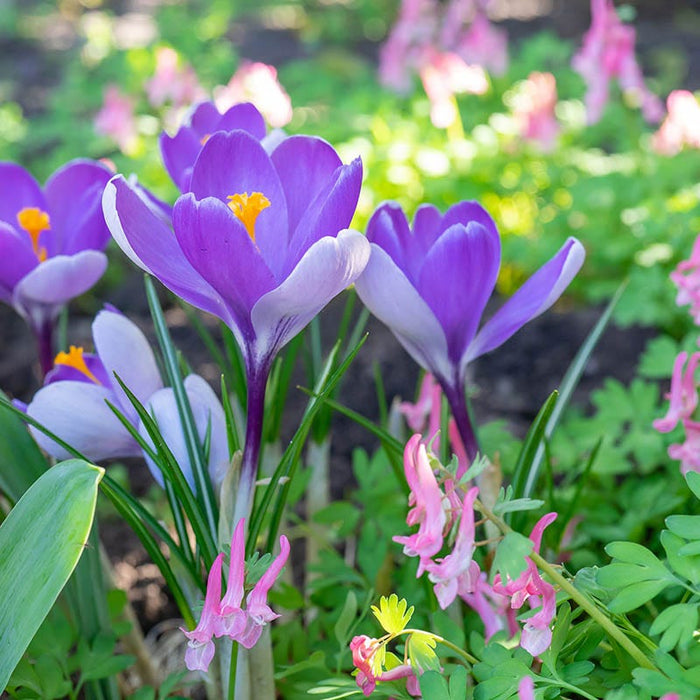 Whale Shark Dutch Crocus|Whale Shark Dutch Crocus