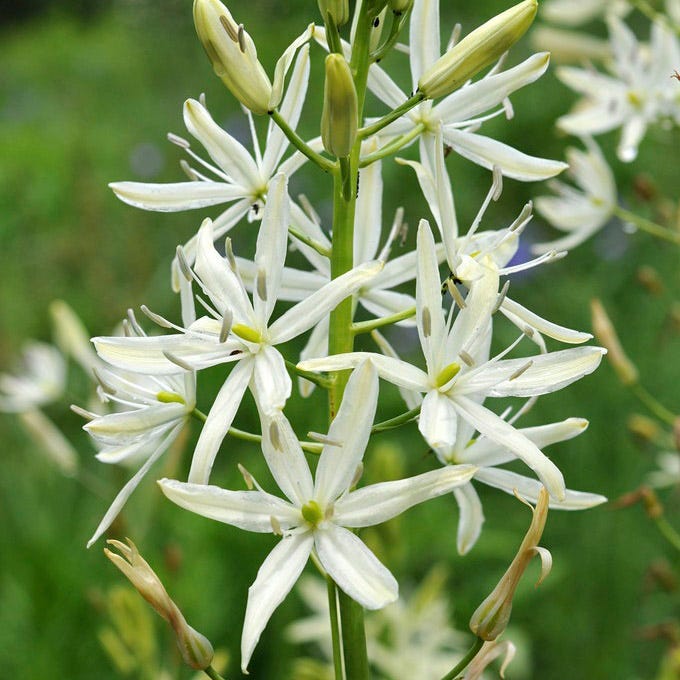 White Camassia Lily|White Camassia Lily, Camassia leichtlinii Alba