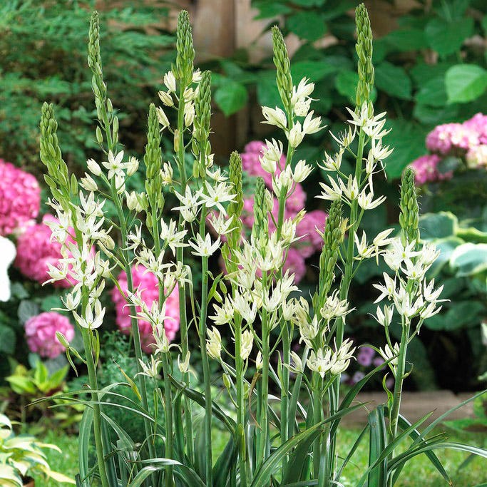White Camassia Lily|White Camassia Lily, Camassia leichtlinii Alba