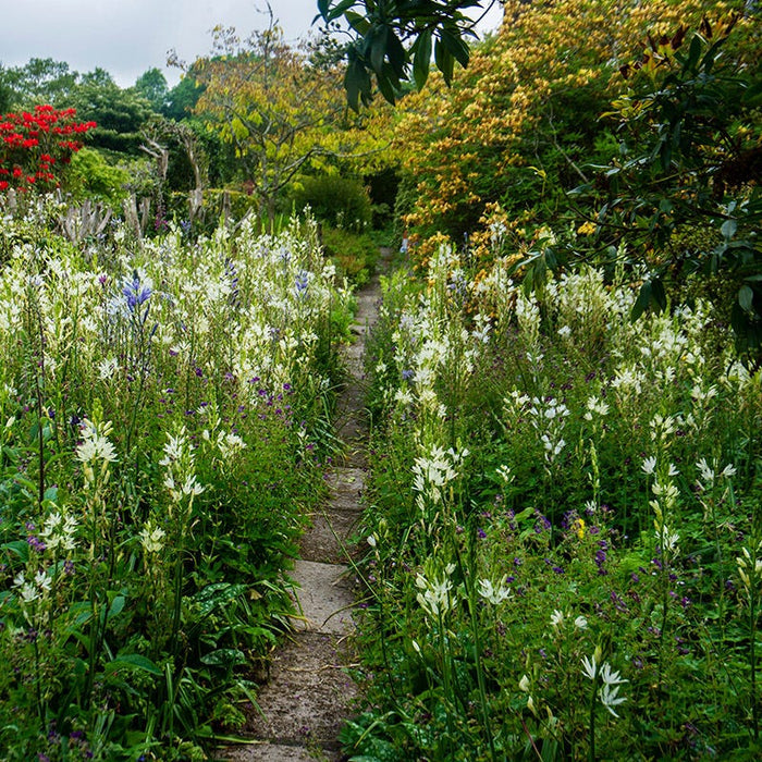 White Camassia Lily|White Camassia Lily, Camassia leichtlinii Alba