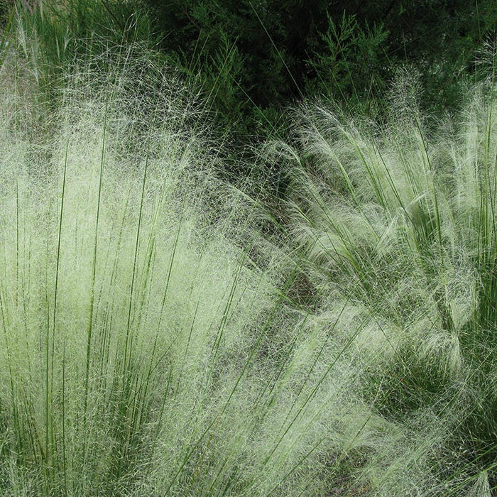 White Cloud Muhly Grass|White Cloud Muhly Grass, Muhlenbergia capillaris
Image Courtesy of Hoffman Nursery, Inc.