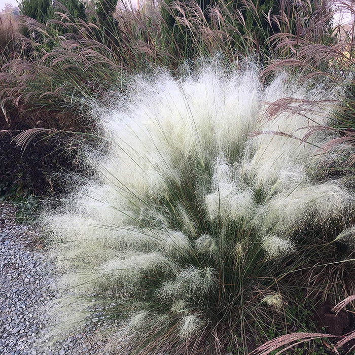 White Cloud Muhly Grass|White Cloud Muhly Grass, Muhlenbergia capillaris
Image Courtesy of Hoffman Nursery, Inc.