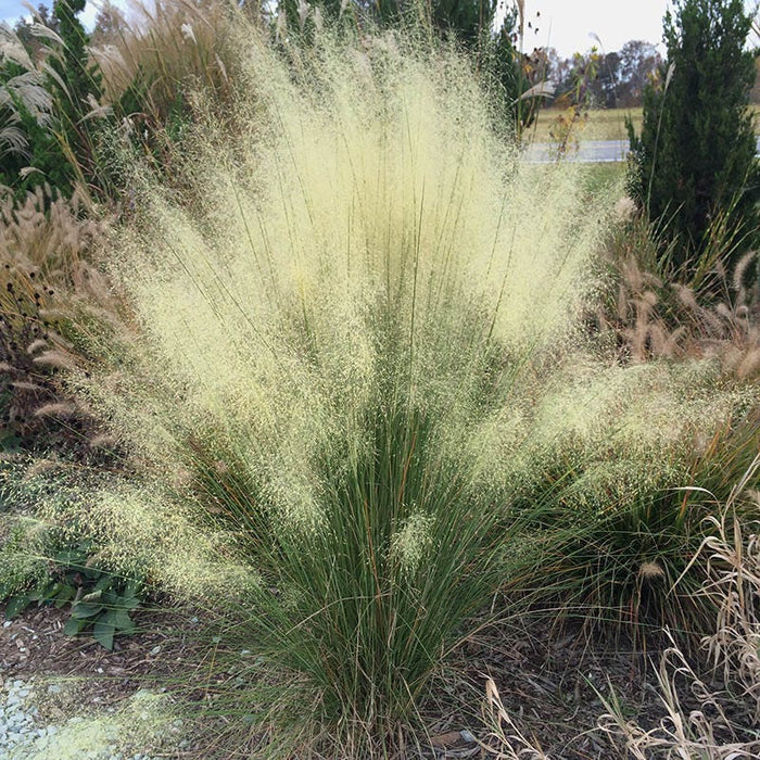 White Cloud Muhly Grass|White Cloud Muhly Grass, Muhlenbergia capillaris
Image Courtesy of Hoffman Nursery, Inc.