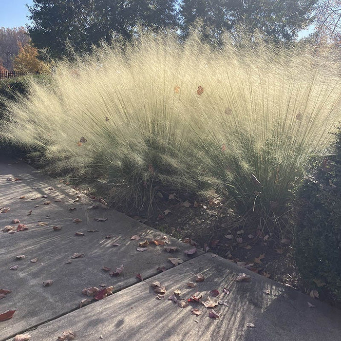 White Cloud Muhly Grass|White Cloud Muhly Grass, Muhlenbergia capillaris