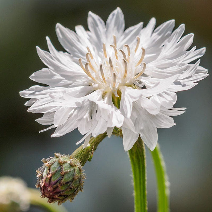 White Cornflower or Bachelor Button Seeds|white cornflower