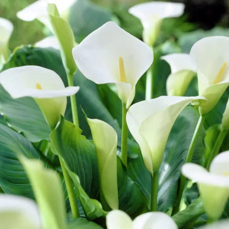 White Florist Calla Lillies
