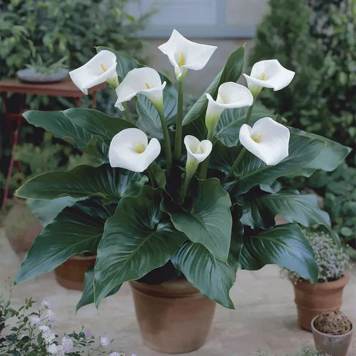 White Florist Calla Lily