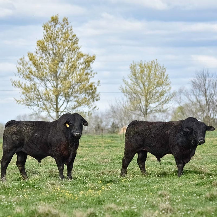 White Ladino Clover Seeds|White Ladino clover, angus cattle in meadow