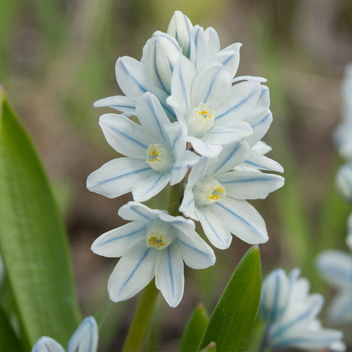 White Squill|White Squill, 	Scilla mischtschenkoana Tubergeniana