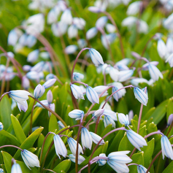 White Squill|White Squill, 	Scilla mischtschenkoana Tubergeniana