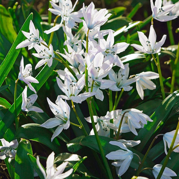 White Squill|White Squill, 	Scilla mischtschenkoana Tubergeniana