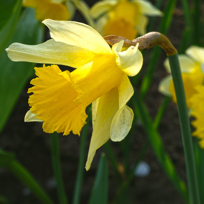 Wild Spanish Daffodil, Narcissus hispanicus lobularis
