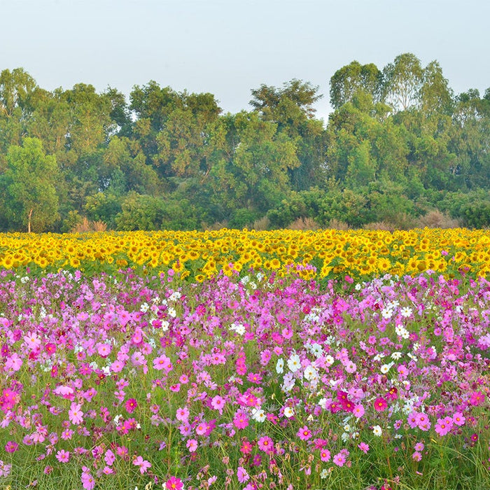 Wild Sunflower & Cosmos Seed Combo|Sunflower & Cosmos Seed Combo