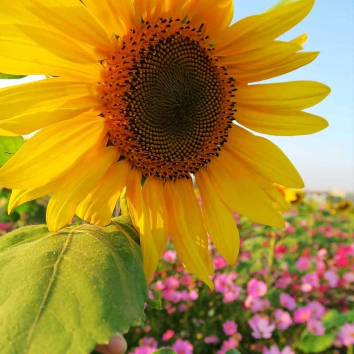 Wild Sunflower & Cosmos Seed Combo|Sunflower & Cosmos Seed Combo